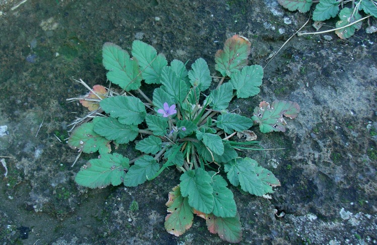 Erodium malacoides